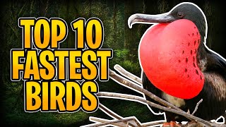 Top 10 Fastest Birds in the World.