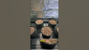 Easy Ebb and Flow: How a Simple Hydroponic System Can Rival Commercial Growth