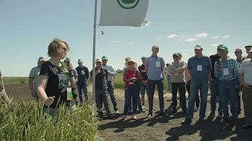 Автор сорта про пшеницу Старт