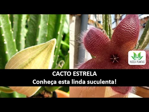 Cacto estrela- Conheça a linda suculenta Stapelia hirsuta - thptnganamst.edu.vn