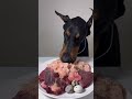 ドーベルマンの食事ASMR🍖綺麗な食べ方が好きな方用