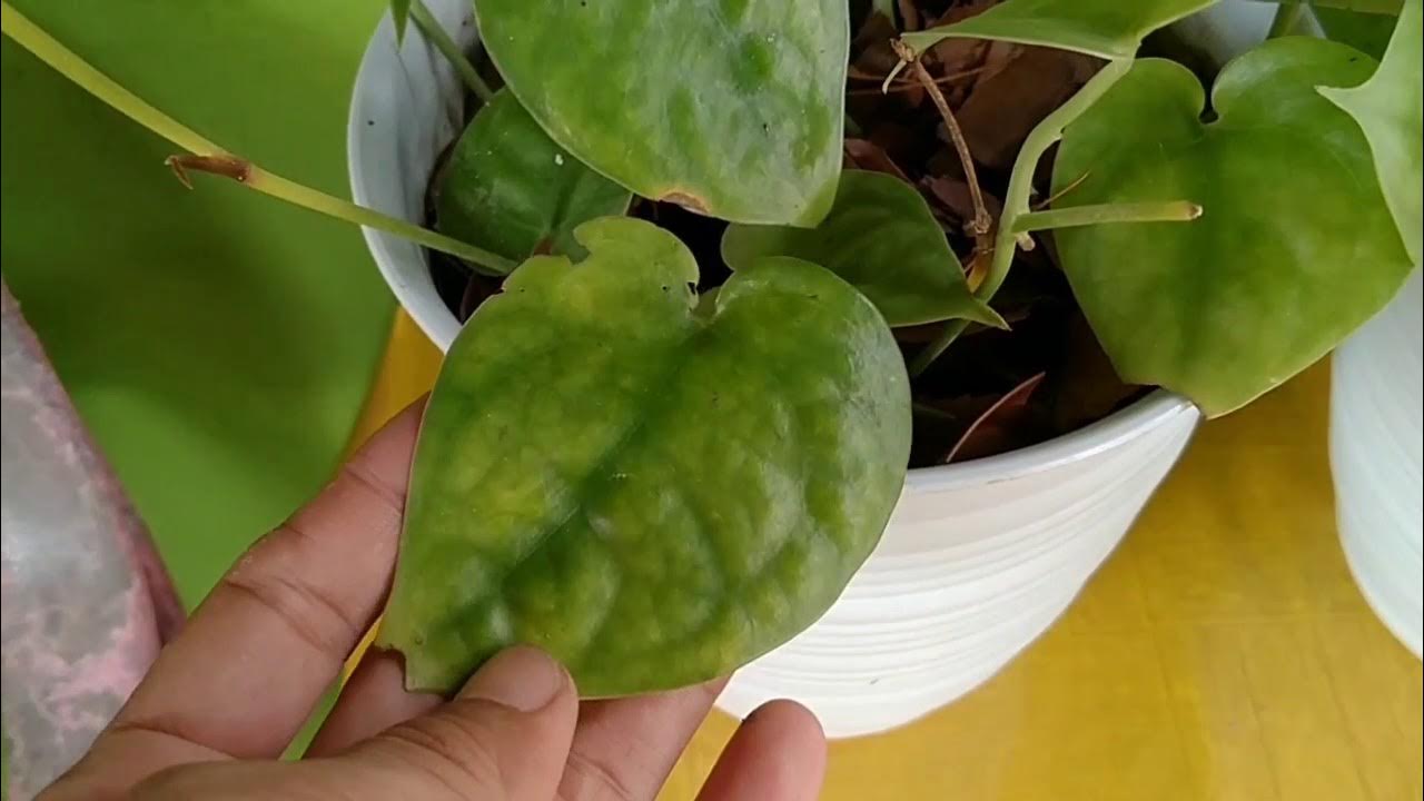 Scindapsus Lucens For Sale Cek IG tanamanjadul YouTube