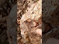 The latest fossil find.