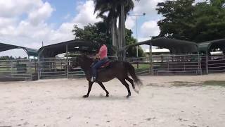 Morgan Under Saddle 05172019