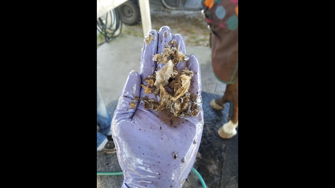 True or False Do mares get beans? Do mares need cleaning? YouTube