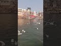 🕊️ saras🕊️ making fun in 🌊 Ganga river #shorts #trending #birds#aarifsaras #सारस #Heygovind