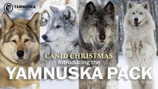 MEET THE YAMNUSKA PACK! Canid Christmas at Yamnuska Wolfdog Sanctuary by Yamnuska Wolfdog Sanctuary 1,934 views 1 year ago 4 minutes, 53 seconds