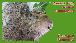 картинка: Саженцы ОКС черной смородины. Пригород Воронежа.