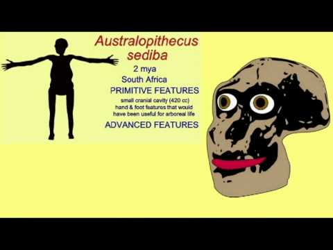 वीडियो: ऑस्ट्रेलोपिथेसीन की किस प्रजाति को ग्रेसील प्रजाति के रूप में जाना जाता था?