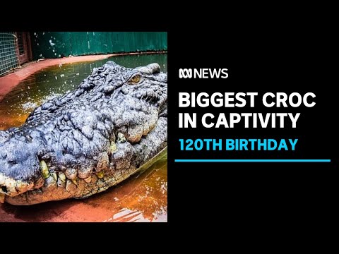 World's largest crocodile in captivity celebrates his 120th birthday... we think | ABC News