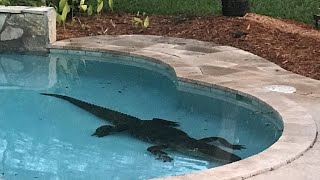 Alligator found at bottom of pool