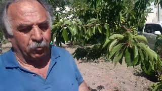 Humik Asitin Kirazdaki Etkisi Httpwww.atafiliz.com