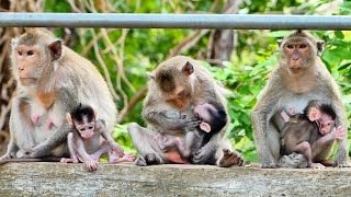 Love macaques monkey To live Together Very Safe || They Are Very Adorably