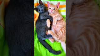 NAPPING TOGETHER  😘  #catlovers #funnycat #funnykitten #shorts #animallover #kittensleeping
