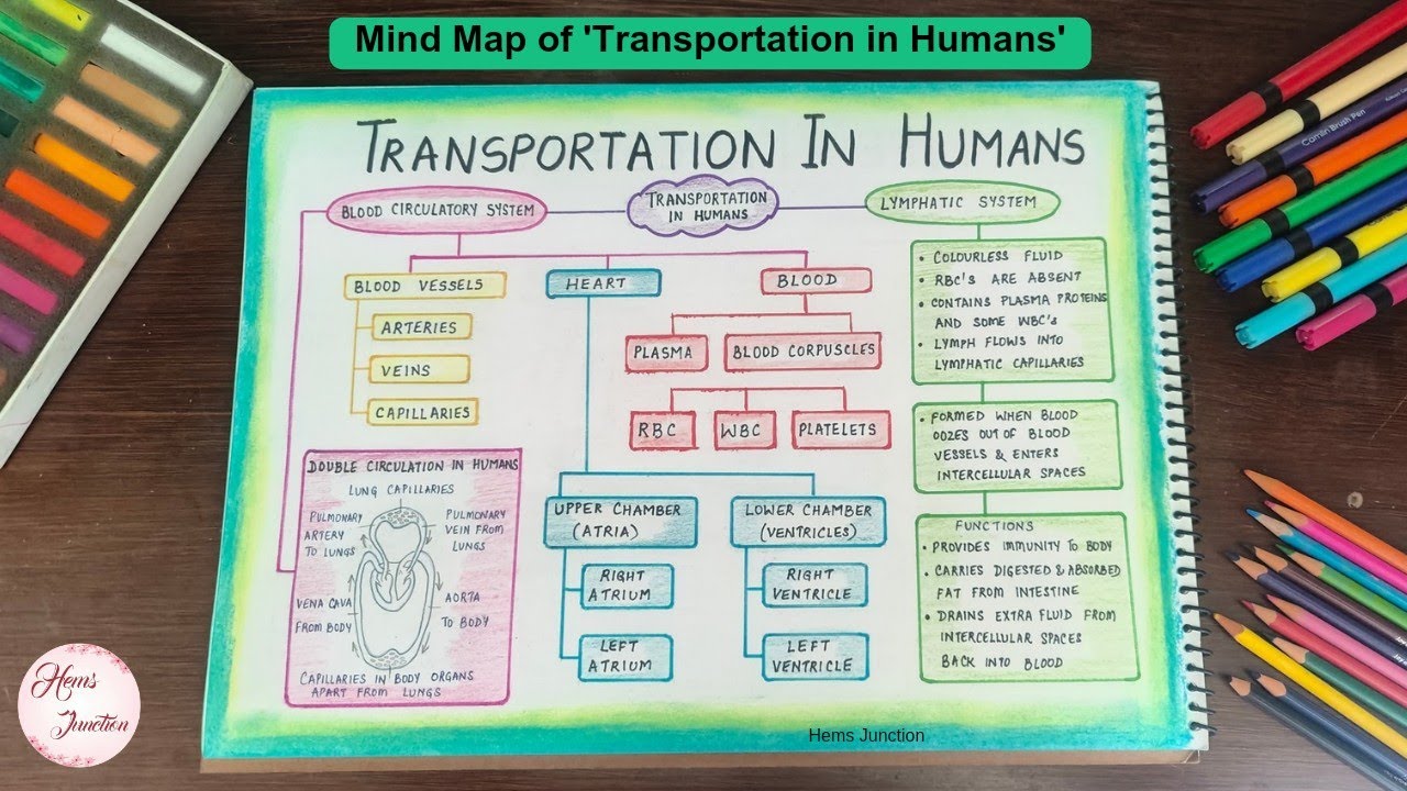 Transportation In Humans Class 10 Mind Map YouTube Transportation In Humans Class 10 Mind Map YouTube