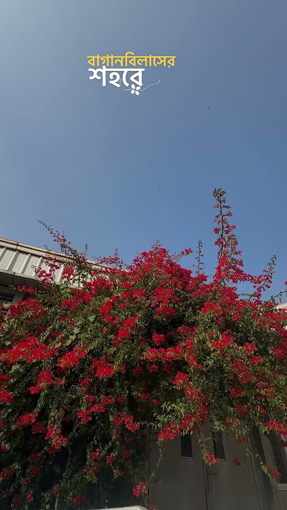 The Beauty of Spring🌸#spring #bougainvillea #reels #cinematography #dhaka #film #flowers #dhaka