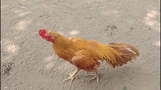 Ayam wangkas super pukul