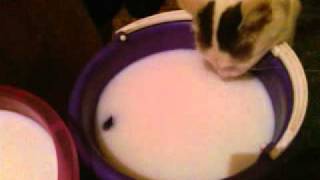 Коту по хер на мышь, молоко круче Коту по хер на мышь, молоко круче