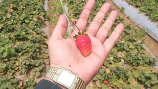 Strawberry Farming Plant At Mahableshwar | Muzammil Khan