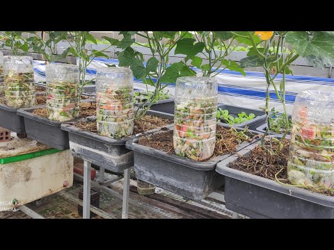 Video Ủ Rác nhà bếp trong thùng 5 lít để trên đất không chôn... - youtube