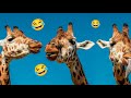 FUNNY CUTE ANIMALS VIDEOS 🐾960