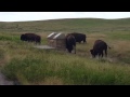 Buffalo in the Black Hills