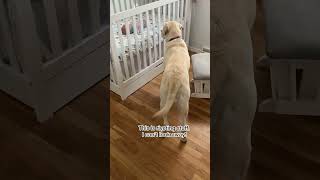 Dog interested in newborn baby in crib #dogshorts