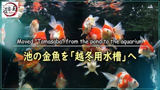 【金魚】自宅の玉サバを池揚げしました！越冬用水槽へ移動完了です。