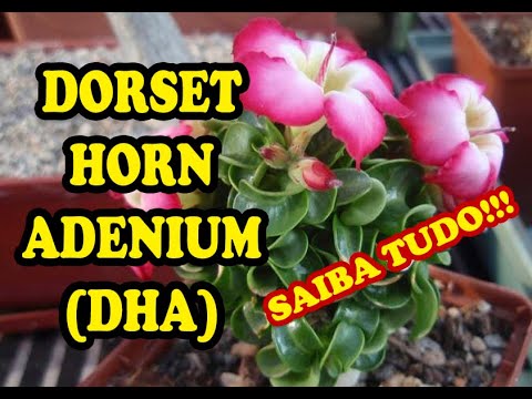 【獅子葉/アデニウム/超極太】Dorset Horn Adenium（DHA)