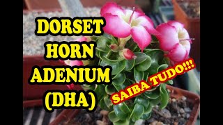 【獅子葉/アデニウム/超極太】Dorset Horn Adenium（DHA)
