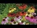 Zone Blooming Perennials 7 Long