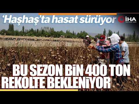 Afyonkarahisar’da Haşhaş Hasadı Devam Ediyor