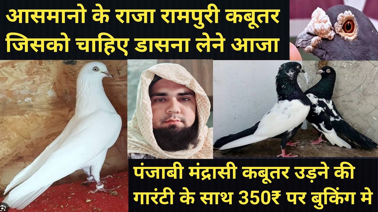 14/2/26/ न्यू स्टॉक 200% असली और नसली रामपुरी कबूतर और पंजाबी मंद्रासी 350₹ पर गारंटी के बाजी वाले 