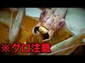 【※グロ注意】タンザニアの怪物と呼ばれたカマキリが怖すぎる[ニセハナマオウカマキリ飼育2019(#7)](Idolomantis Diabolica - Devil Flower Mantis)