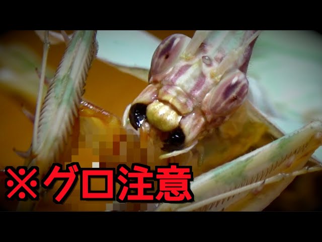 グロ注意 タンザニアの怪物と呼ばれたカマキリが怖すぎる ニセハナマオウカマキリ飼育19 7 Idolomantis Diabolica Devil Flower Mantis Youtube