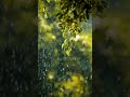 Nature Ki Barish 🌿✨ | Relaxing Rain View Shorts