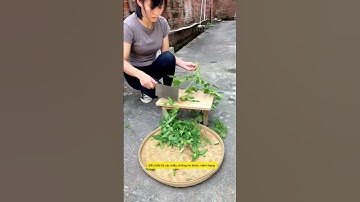 Cây tầm bóp ( cây thù lù) và những công dụng có thể mọi người chưa biết #baithuochay #thuốcnam