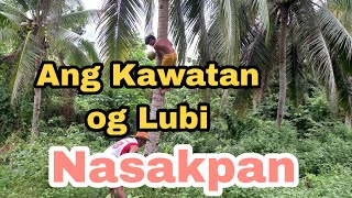 Magnanakaw ng Niyog Nahuli ng may-ari
