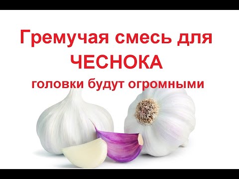 Полив чеснока для крупных головок// чеснок желтеет //лук репчатый