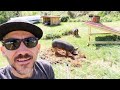 Backyard PIGS TO WORK (Future Garden Plot) VLOG