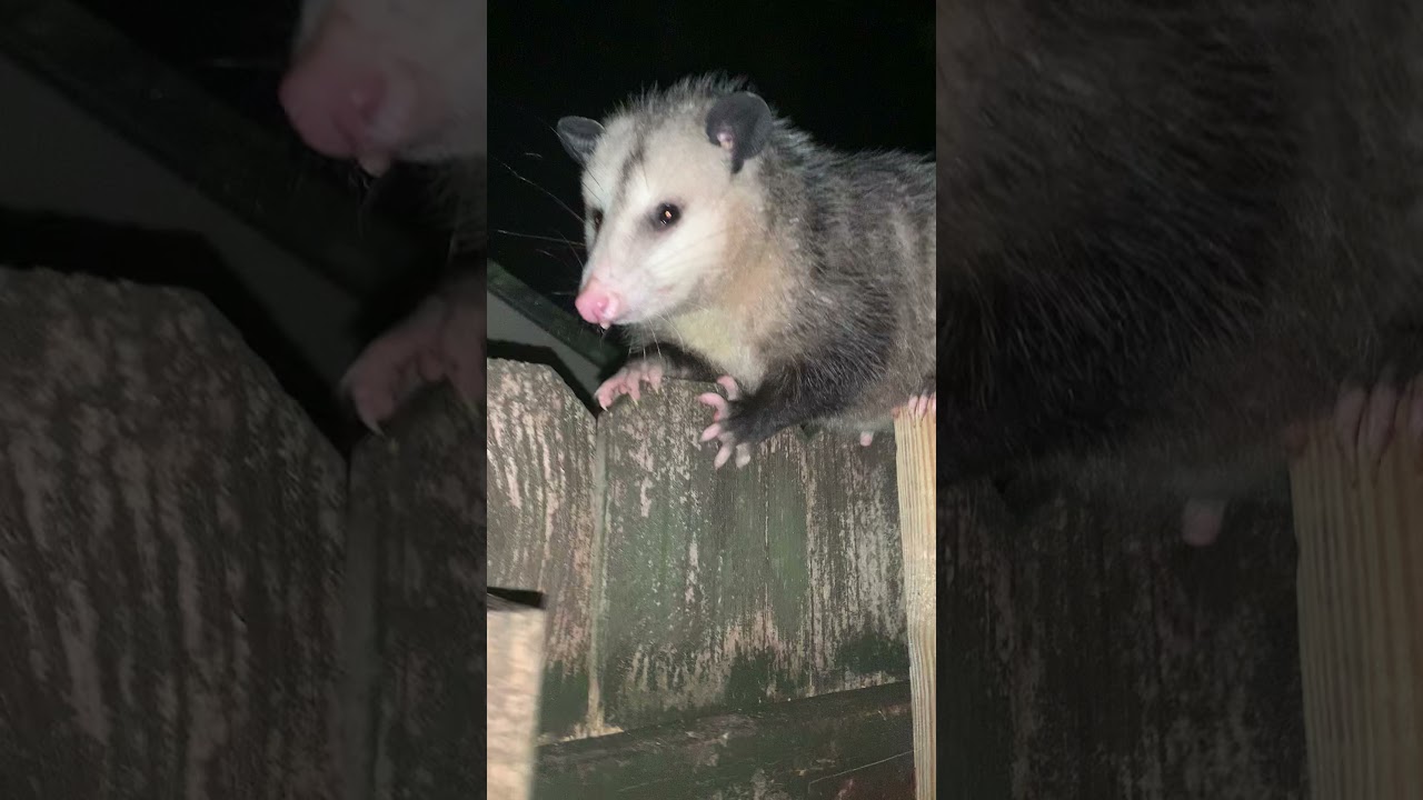 Friendly Possum (awesome possum) YouTube