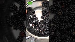 MORAS GIGANTES en la calle en GALICIA