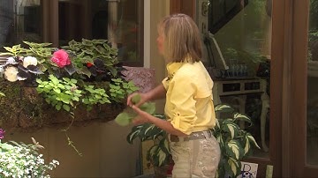 Shade Loving Flowers for Deep Shade Window Box