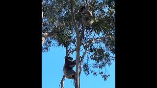 Hanging Out With Koalas