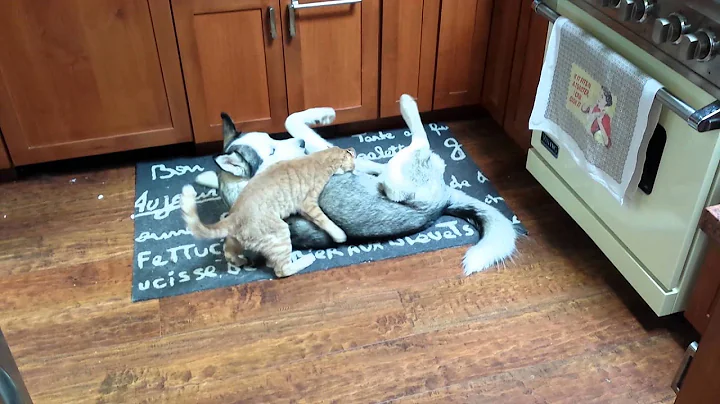 Husky and Cat Playing in Kitchen