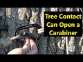 Tree Contact Can Open a Carabiner