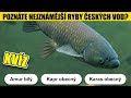 KVÍZ POZNÁTE NEJZNÁMĚJŠÍ RYBY ČESKÝCH VOD