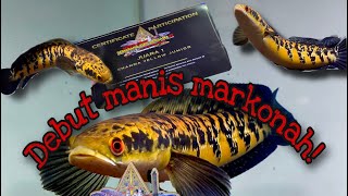 “MARKONAH”marulioides yellow sentarum