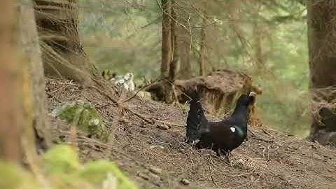 Capercaillie