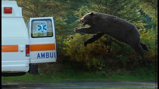 Cocaine Bear (2023) Clip - Cocaine Bear Chases The Ambulance